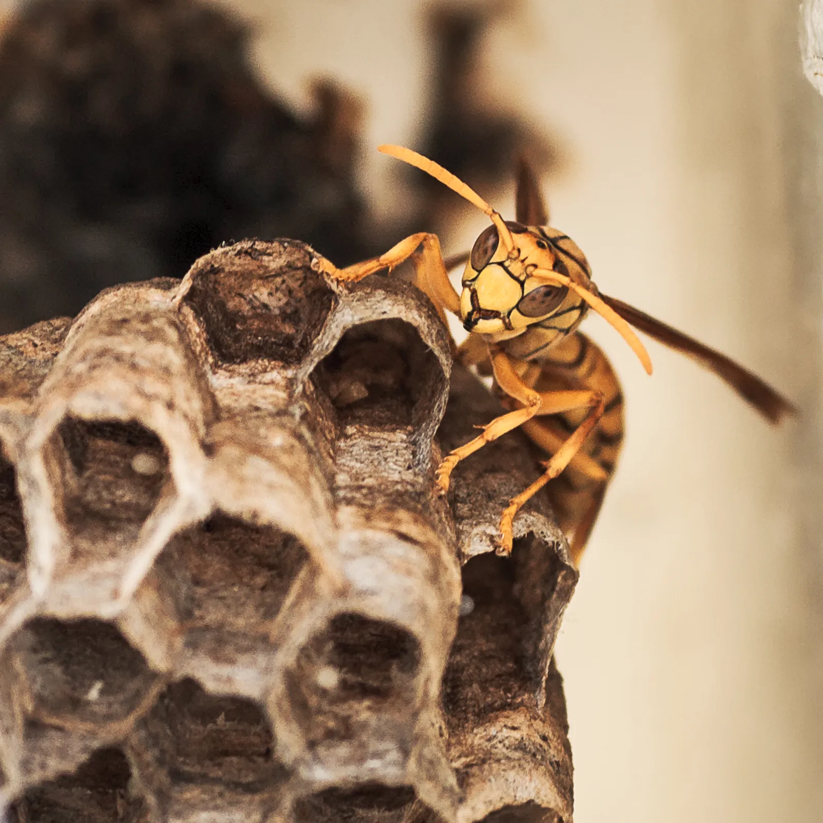 Bee