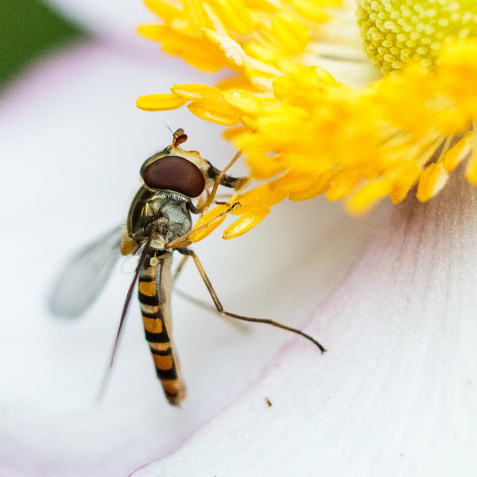 Bee
