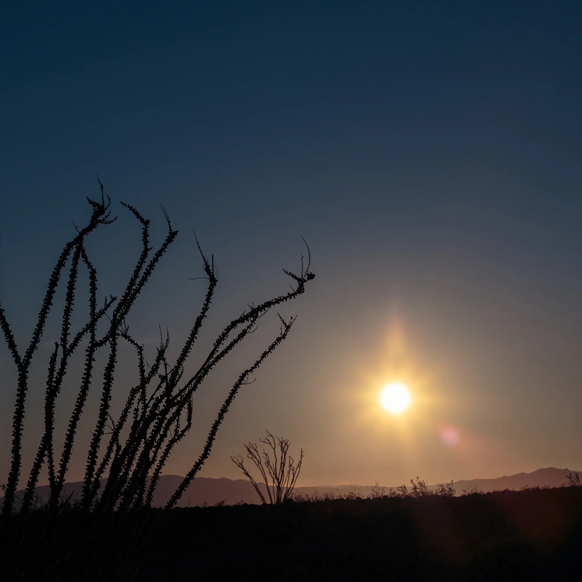 Joshua Tree