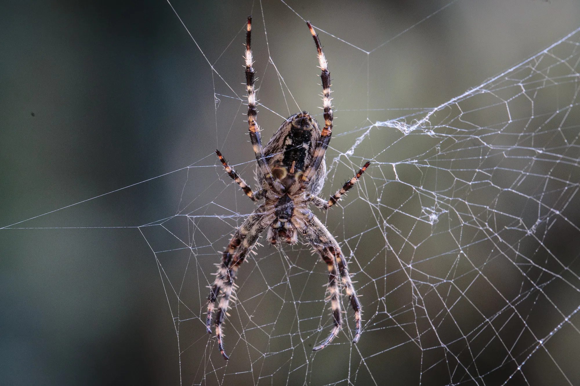 Spider